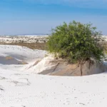 Sunlit white dunes at White Sands National Park in New Mexico