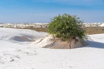 Sunlit white dunes at White Sands National Park in New Mexico
