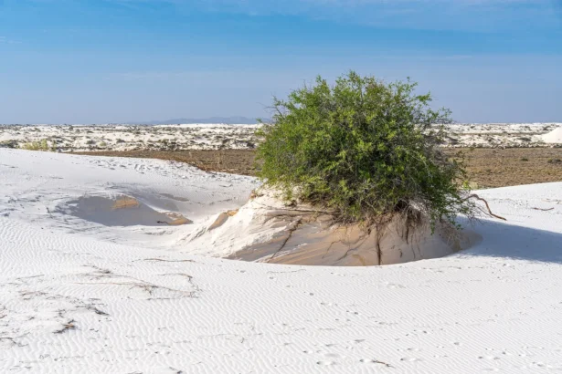 Sunlit white dunes at White Sands National Park in New Mexico
